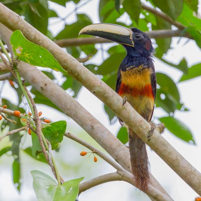 Black-necked Aracari - Zwartnekarassari - Araçari grigri