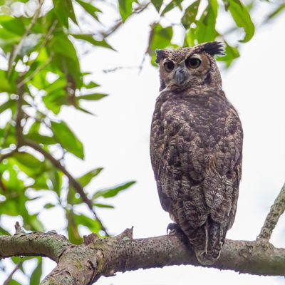 Great Horned Owl - Amerikaanse Oehoe - Grand-duc d'Amérique
