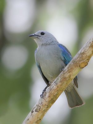 Blue-grey Tanager - Bisschopstangare - Tangara vque