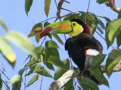 Keel-billed Toucan - Zwavelborsttoekan - Toucan  carne