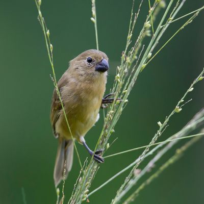 Wing-barred Seedeater - Bont Dikbekje - Sporophile à ailes blanches (f)