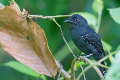 Blackish Antbird - Moerasmiervogel - Grisin noirtre (m)
