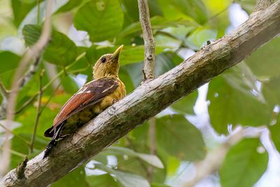 Cream-coloured Woodpecker - Strogele Specht - Pic jaune