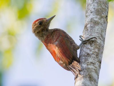 Blood-colored Woodpecker - Bloedrugspecht - Pic rougeâtre