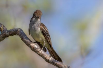 Brown-crested Flycatcher - Cayennetiran - Tyran de Wied