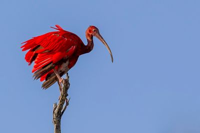 Scarlet Ibis - Rode Ibis - Ibis rouge