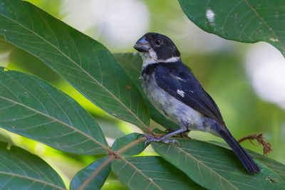 Wing-barred Seedeater - Bont Dikbekje - Sporophile à ailes blanches (m)
