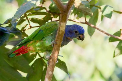 Blue-headed Parrot - Zwartoormargrietje - Pione à tête bleue