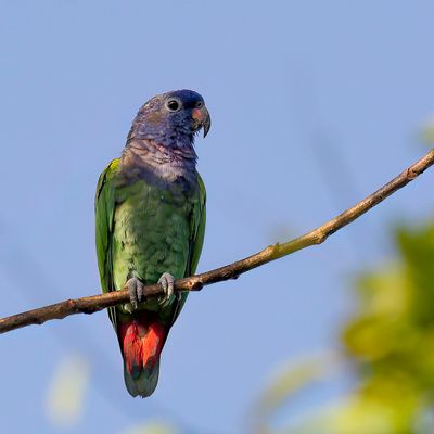 Blue-headed Parrot - Zwartoormargrietje - Pione  tte bleue