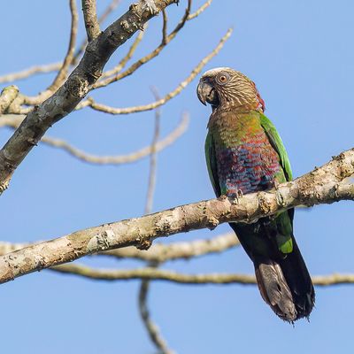 Red-fan Parrot - Kraagpapegaai - Papegeai maill