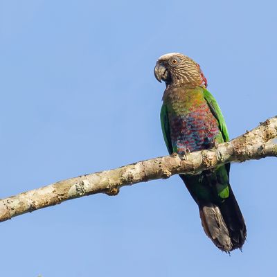 Red-fan Parrot - Kraagpapegaai - Papegeai maillé