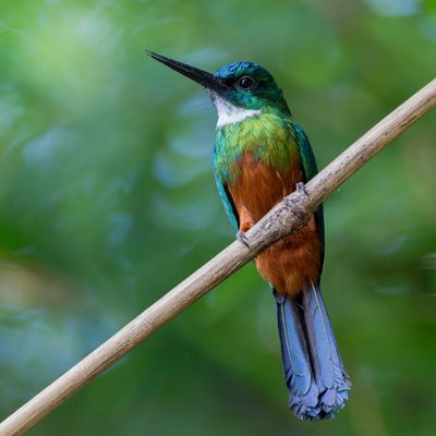 Green-tailed Jacamar - Groenstaartglansvogel - Jacamar vert (m)