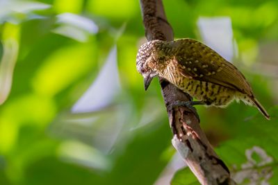 Golden-spangled Piculet - Kleine Dwergspecht - Picumne de Buffon