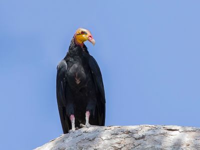 Greater Yellow-headed Vulture - Grote Geelkopgier - Grand Urubu