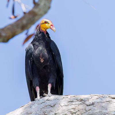Greater Yellow-headed Vulture - Grote Geelkopgier - Grand Urubu