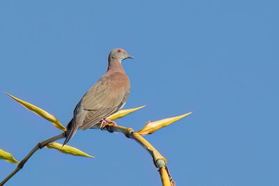 Pale-vented Pigeon - Rosse Duif - Pigeon rousset