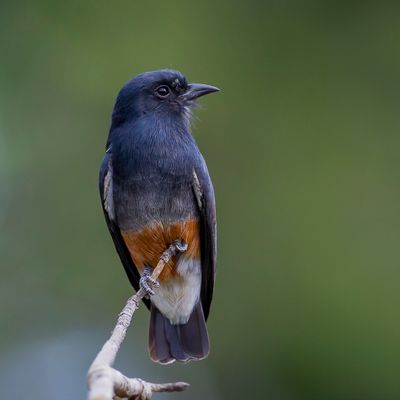 Swallow-winged Puffbird - Zwaluwbaardkoekoek - Barbacou à croupion blanc