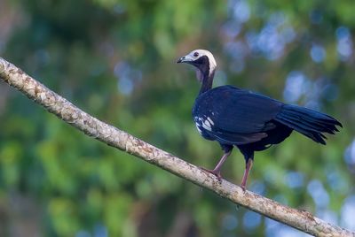Blue-throated Piping Guan - Blauwkeelgoean - Pénélope à gorge bleue