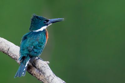Amazon Kingfisher - Amazoneijsvogel - Martin-pêcheur d'Amazonie