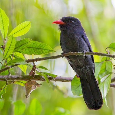 Black Nunbird - Zwarte Trappist - Barbacou noir