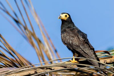 Black Caracara - Zwarte Caracara - Caracara noir