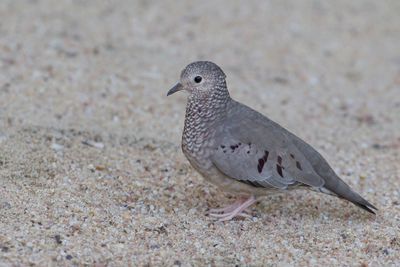 Common Ground Dove - Musduif - Colombe à queue noire