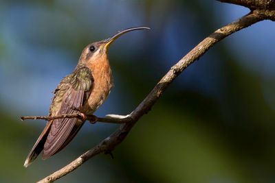 Rufous-breasted Hermit - Roodborstheremietkolibrie - Ermite hirsute