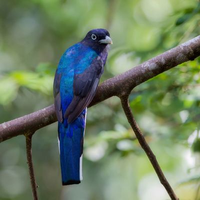 Green-backed Trogon - Groenrugtrogon - Trogon à queue blanche