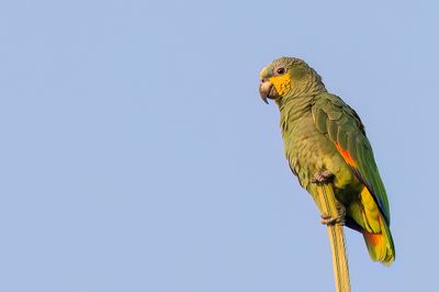 Orange-winged Amazon - Oranjevleugelamazone - Amazone aourou