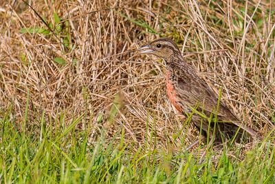 Red-breasted Meadowlark - Zwartkopsoldatenspreeuw - Sturnelle militaire (f)