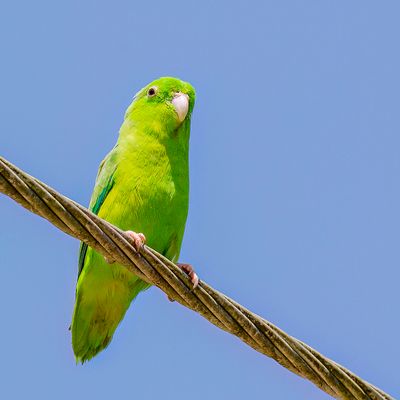 Green-rumped Parrotlet - Groene Muspapegaai - Toui t