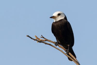 White-headed Marsh Tyrant - Witkopwatertiran - Moucherolle à tête blanche
