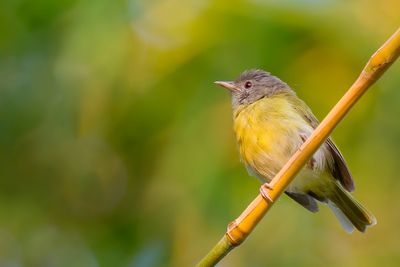 Ashy-headed Greenlet - Grijskopvireo - Viréon à tête cendrée