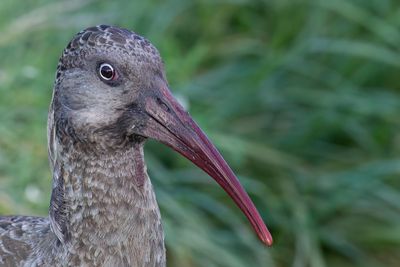 Wattled Ibis - Lelibis - Ibis caroncul