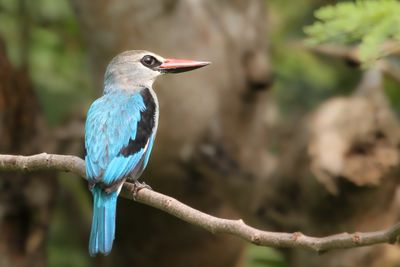 Birds of Togo and Benin 2011/2012
