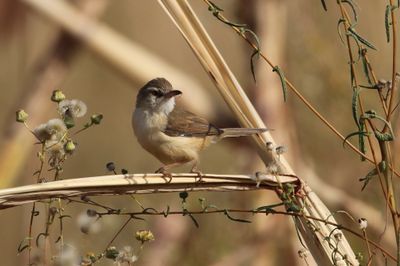 Tawny-flanked Prinia - Roestflankprinia - Prinia modeste