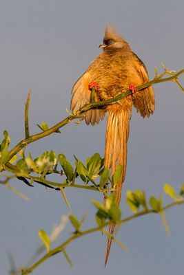 Speckled Mousebird - Bruine Muisvogel - Coliou ray