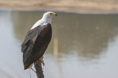 African Fish Eagle - Afrikaanse Zeearend - Pygargue vocifer