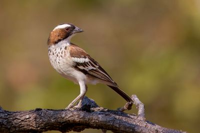 Birds of Malawi - Zambia - Tanzania 2012