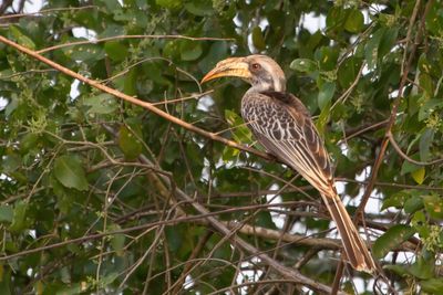 Pale-billed Hornbill - Diksnaveltok - Calao  bec ple