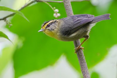 Yellow-throated Fulvetta - Geelkeelnontimalia - Pseudominla à gorge jaune