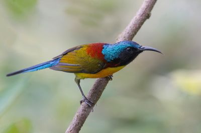 Green-tailed Sunbird - Groenstaarthoningzuiger - Souimanga à queue verte (m)