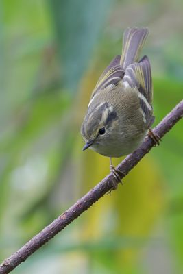 Lemon-rumped Warbler - Groene Boszanger - Pouillot à dos clair