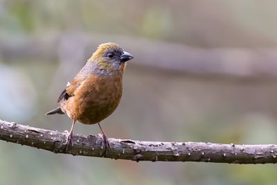 Golden-naped Finch - Goudkruinvink - Roselin à nuque d'or (f)