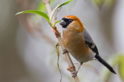 Red-headed Bullfinch - Roodkopgoudvink - Bouvreuil à tête rouge