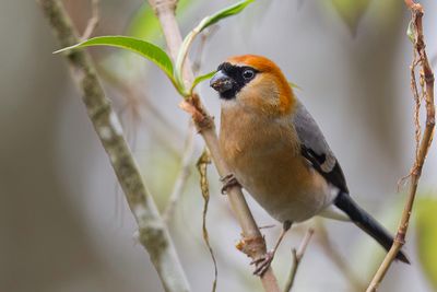 Red-headed Bullfinch - Roodkopgoudvink - Bouvreuil  tte rouge