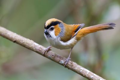 Black-throated Parrotbill - Grijswangdiksnavelmees - Paradoxornis à menton noir