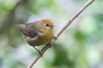 Rufous-capped Babbler - Roodkopboomtimalia - Timalie de Blyth