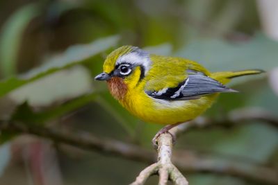 Black-eared Shrike-Babbler - Zwartoorbriltimalia - Allotrie  gorge marron (m)