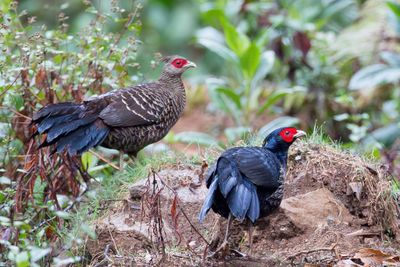 Kalij Pheasant - Nepalfazant - Faisan leucomèle (m+f)